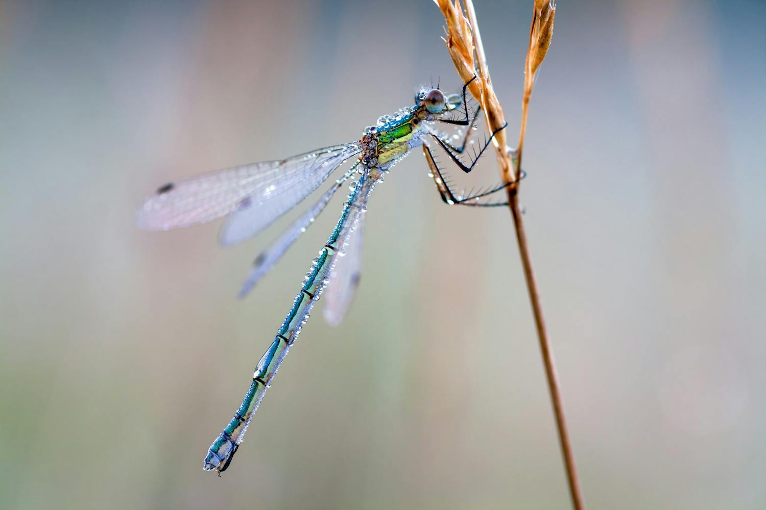 makro objektiv kamera min Makro objektiv flickslända droppe